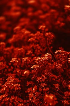 Natural background and texture. Soft focus image of small flowers of aurinia saxatilis in a dramatic red tone