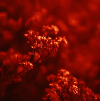Natural background and texture. Soft focus image of small flowers of aurinia saxatilis in a dramatic red tone