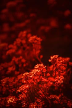 Natural background and texture. Soft focus image of small flowers of aurinia saxatilis in a dramatic red tone