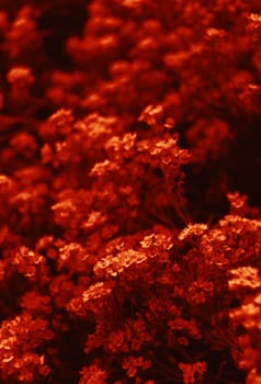 Natural background and texture. Soft focus image of small flowers of aurinia saxatilis in a dramatic red tone