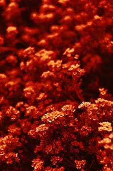 Natural background and texture. Soft focus image of small flowers of aurinia saxatilis in a dramatic red tone