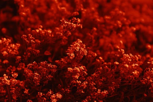 Natural background and texture. Soft focus image of small flowers of aurinia saxatilis in a dramatic red tone