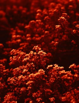 Natural background and texture. Soft focus image of small flowers of aurinia saxatilis in a dramatic red tone