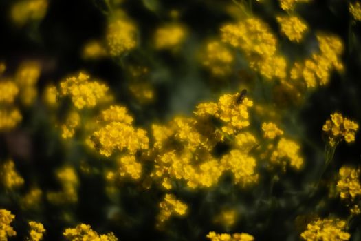Soft focus image of small yellow flowers of aurinia saxatilis in the spring time in the garden. Common names include basket of gold, goldentuft alyssum, golden alison, gold-dust, rock madwort