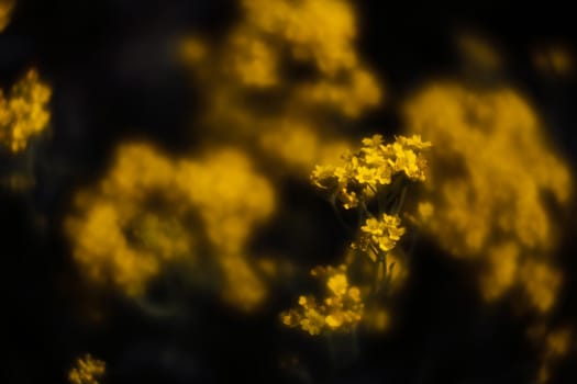 Soft focus image of small yellow flowers of aurinia saxatilis in the spring time in the garden. Common names include basket of gold, goldentuft alyssum, golden alison, gold-dust, rock madwort