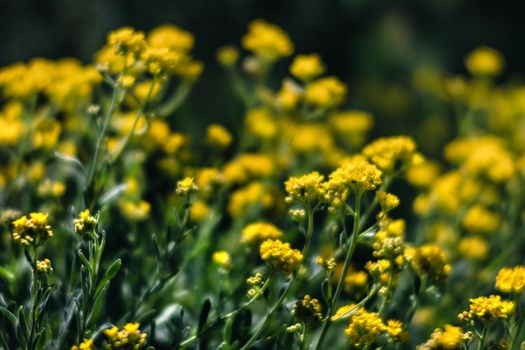 Soft focus image of small yellow flowers of aurinia saxatilis in the spring time in the garden. Common names include basket of gold, goldentuft alyssum, golden alison, gold-dust, rock madwort