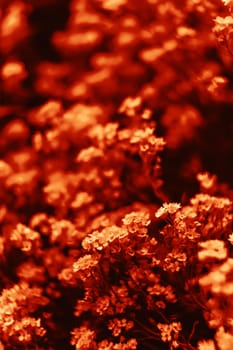 Natural background and texture. Soft focus image of small flowers of aurinia saxatilis in a dramatic red tone