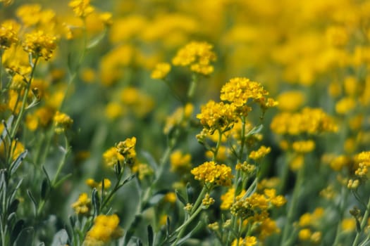 Soft focus image of small yellow flowers of aurinia saxatilis in the spring time in the garden. Common names include basket of gold, goldentuft alyssum, golden alison, gold-dust, rock madwort