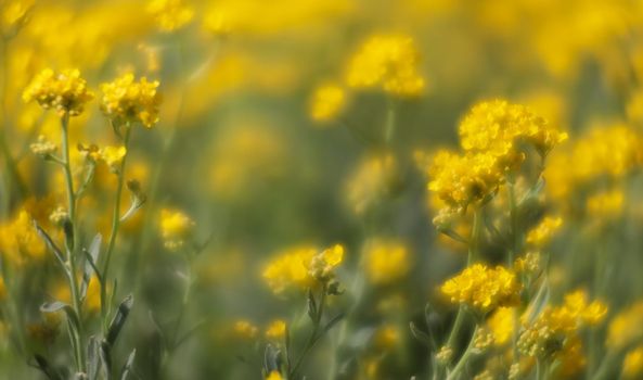 Soft focus image of small yellow flowers of aurinia saxatilis in the spring time in the garden. Common names include basket of gold, goldentuft alyssum, golden alison, gold-dust, rock madwort