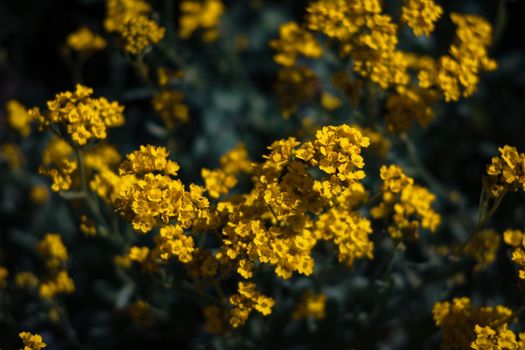 Soft focus image of small yellow flowers of aurinia saxatilis in the spring time in the garden. Common names include basket of gold, goldentuft alyssum, golden alison, gold-dust, rock madwort