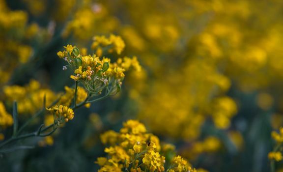 Soft focus image of small yellow flowers of aurinia saxatilis in the spring time in the garden. Common names include basket of gold, goldentuft alyssum, golden alison, gold-dust, rock madwort