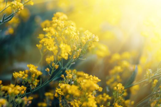 Soft focus image of small yellow flowers of aurinia saxatilis in sun light. Common names include basket of gold, goldentuft alyssum, golden alison, gold-dust, rock madwort