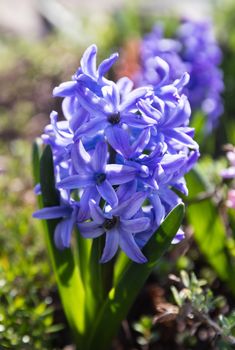Soft focus image of hyacinth flowers blooming at springtime. Blue hyacinth blossom. 
