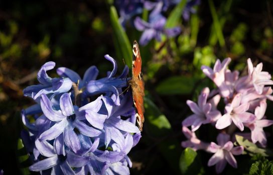 Soft focus image of hyacinth flowers blooming at springtime. Blue hyacinth with butterfly on flowers. 
