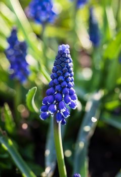 Tender blue muscari flowers in spring garden. Blue flowers. Muscari neglectum. Grape hyacinth.