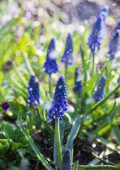 Tender blue muscari flowers in spring garden with rain drops. Blue flowers. Muscari neglectum. Grape hyacinth.