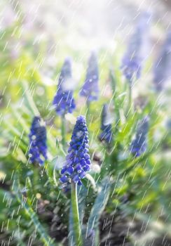 Tender blue muscari flowers in spring garden with rain drops. Blue flowers. Muscari neglectum. Grape hyacinth.