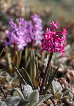 Soft focus image of hyacinth flowers blooming at springtime. Group of beautiful multicolored hyacinths
