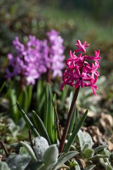 Soft focus image of hyacinth flowers blooming at springtime. Group of beautiful multicolored hyacinths