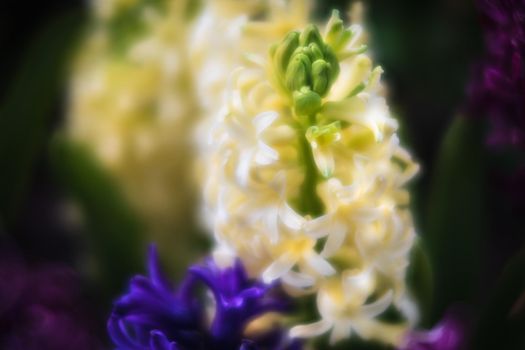 Soft focus image of hyacinth flowers blooming at springtime. Group of beautiful multicolored hyacinths