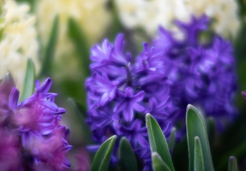 Soft focus image of hyacinth flowers blooming at springtime. Group of beautiful multicolored hyacinths