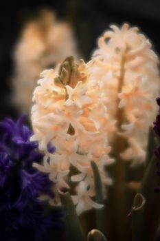 Soft focus image of hyacinth flowers blooming at springtime. Group of beautiful multicolored hyacinths