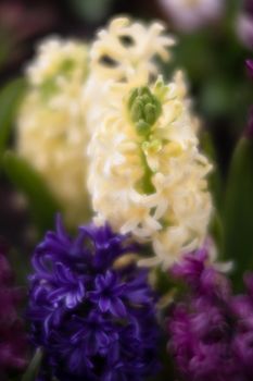 Soft focus image of hyacinth flowers blooming at springtime. Group of beautiful multicolored hyacinths