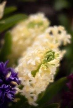 Soft focus image of hyacinth flowers blooming at springtime. Group of beautiful multicolored hyacinths