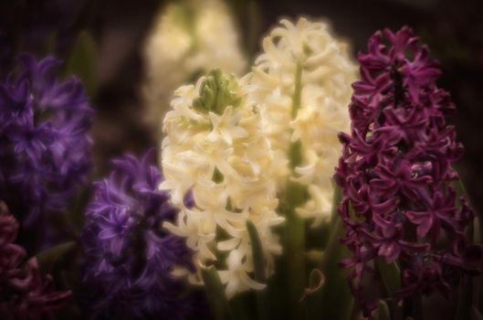 Soft focus image of hyacinth flowers blooming at springtime. Group of beautiful multicolored hyacinths