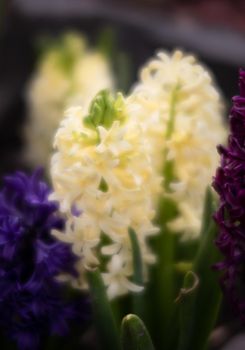 Soft focus image of hyacinth flowers blooming at springtime. Group of beautiful multicolored hyacinths