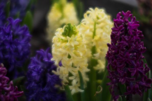 Soft focus image of hyacinth flowers blooming at springtime. Group of beautiful multicolored hyacinths