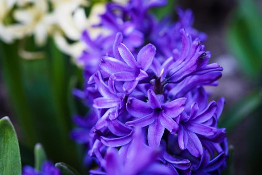 Soft focus image of hyacinth flowers blooming at springtime. Violet hyacinth blossom. 
