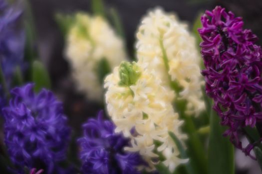 Soft focus image of hyacinth flowers blooming at springtime. Group of beautiful multicolored hyacinths