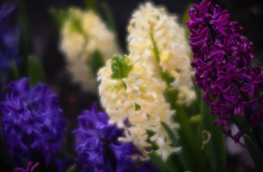 Soft focus image of hyacinth flowers blooming at springtime. Group of beautiful multicolored hyacinths