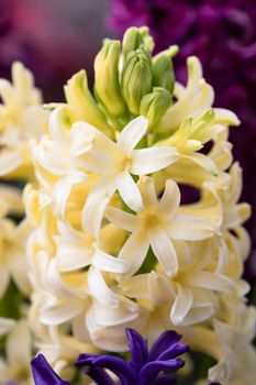 Soft focus image of hyacinth flowers blooming at springtime. Group of beautiful multicolored hyacinths
