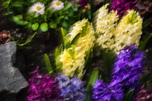 Abstract image of hyacinths blurred by movement. Soft focus image of hyacinth flowers blooming at springtime. Group of beautiful multicolored hyacinths