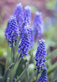 Tender blue muscari flowers in spring garden. Blue flowers. Muscari neglectum. Grape hyacinth.
