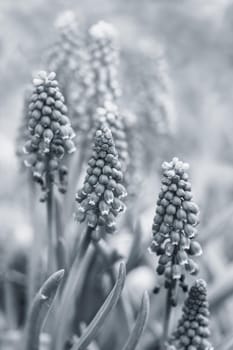 Tender blue muscari flowers in spring garden. Blue flowers. Muscari neglectum. Grape hyacinth.