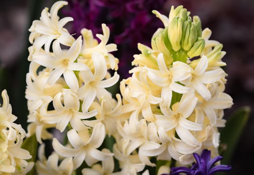 Soft focus image of hyacinth flowers blooming at springtime. Yellow hyacinth blossom. 