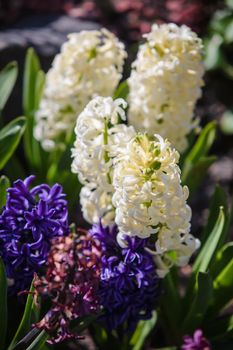 Soft focus image of hyacinth flowers blooming at springtime. Group of beautiful multicolored hyacinths