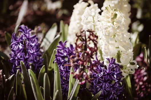 Soft focus image of hyacinth flowers blooming at springtime. Group of beautiful multicolored hyacinths
