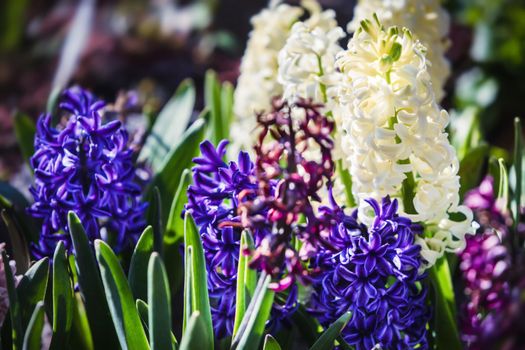 Soft focus image of hyacinth flowers blooming at springtime. Group of beautiful multicolored hyacinths
