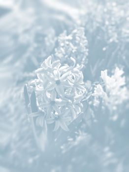 Soft focus image of hyacinth flowers blooming at springtime. Blue hyacinth blossom. Image in light blue tonality