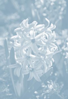 Soft focus image of hyacinth flowers blooming at springtime. Blue hyacinth blossom. Image in light blue tonality