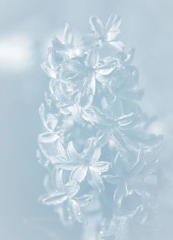 Soft focus image of hyacinth flowers blooming at springtime. Purple hyacinth with drops of water in the rain. Image in light blue tonality
