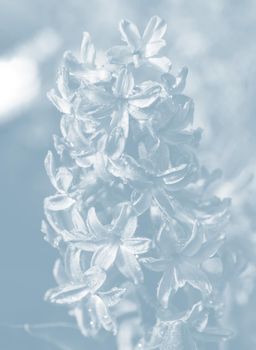 Soft focus image of hyacinth flowers blooming at springtime. Purple hyacinth with drops of water in the rain. Image in light blue tonality