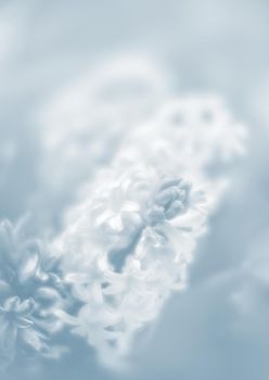 Soft focus image of hyacinth flowers blooming at springtime. Group of beautiful hyacinths. Image in light blue tonality