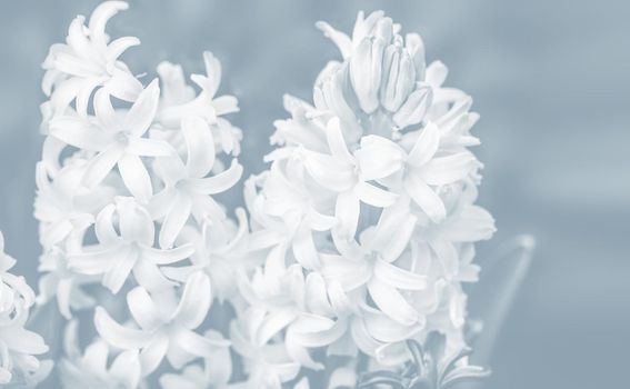 Soft focus image of hyacinth flowers blooming at springtime. White hyacinth blossom. Image in light blue tonality