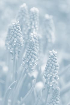 Tender blue muscari flowers in spring garden. Blue flowers. Muscari neglectum. Grape hyacinth. Image in light blue tonality