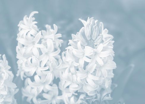 Soft focus image of hyacinth flowers blooming at springtime. Group of beautiful hyacinths. Image in light blue tonality